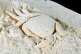 Fossil Crab (Potamon) Preserved in Travertine - Turkey #145054-5